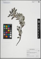 Foto von Salix lapponum L.